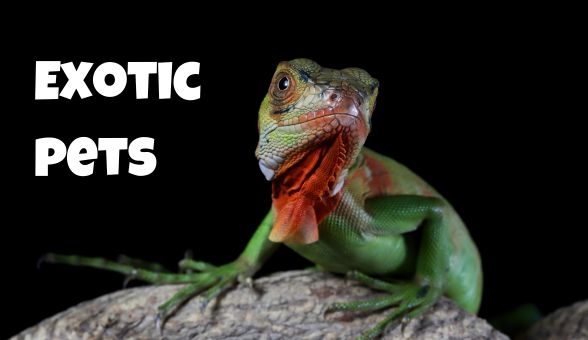 Exotic store pets online